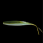 Burtek Tackle Wrangler 5.7